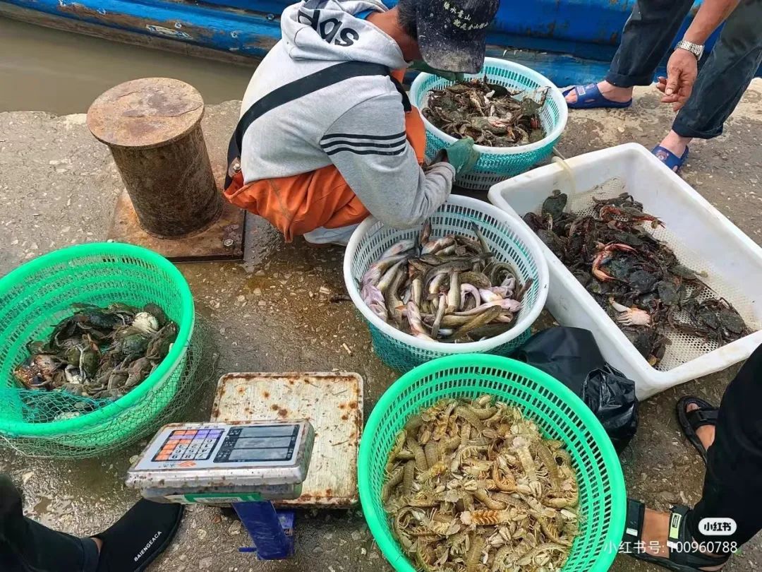 泉州最新招養(yǎng)海鮮，開啟海洋美食新紀(jì)元探索之旅