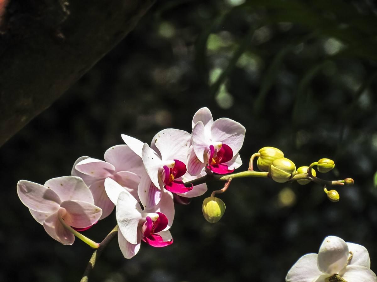 愛(ài)春天最新小說(shuō)，青春情感交織綻放記